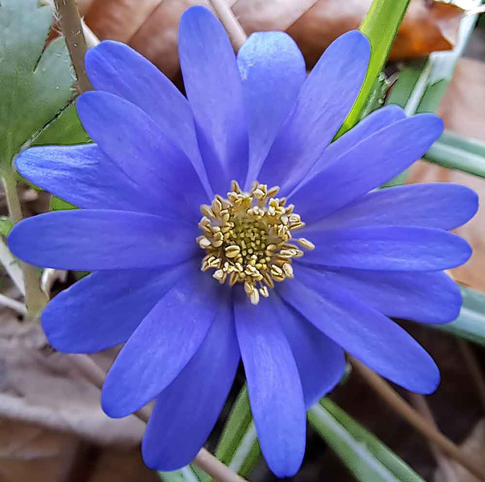 Anemone Blanda Blue Shades flowering in a perennial garden