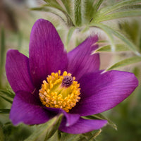 Violet Anemone Pulsatilla Flower seeds for Planting Sun Loving Heirloom & GMO Free Seeds For Home Garden 
 
 Sale