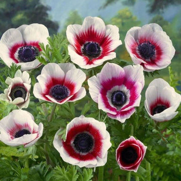 Pink White Anemone Flower Seeds for Planting Colorful Display Heirloom & GMO Free Seeds for Home Garden
 
 Sale