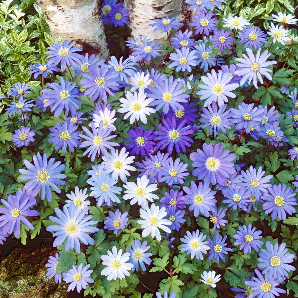 Anemone Blanda Flutter Mix flower bulbs ready for spring garden planting