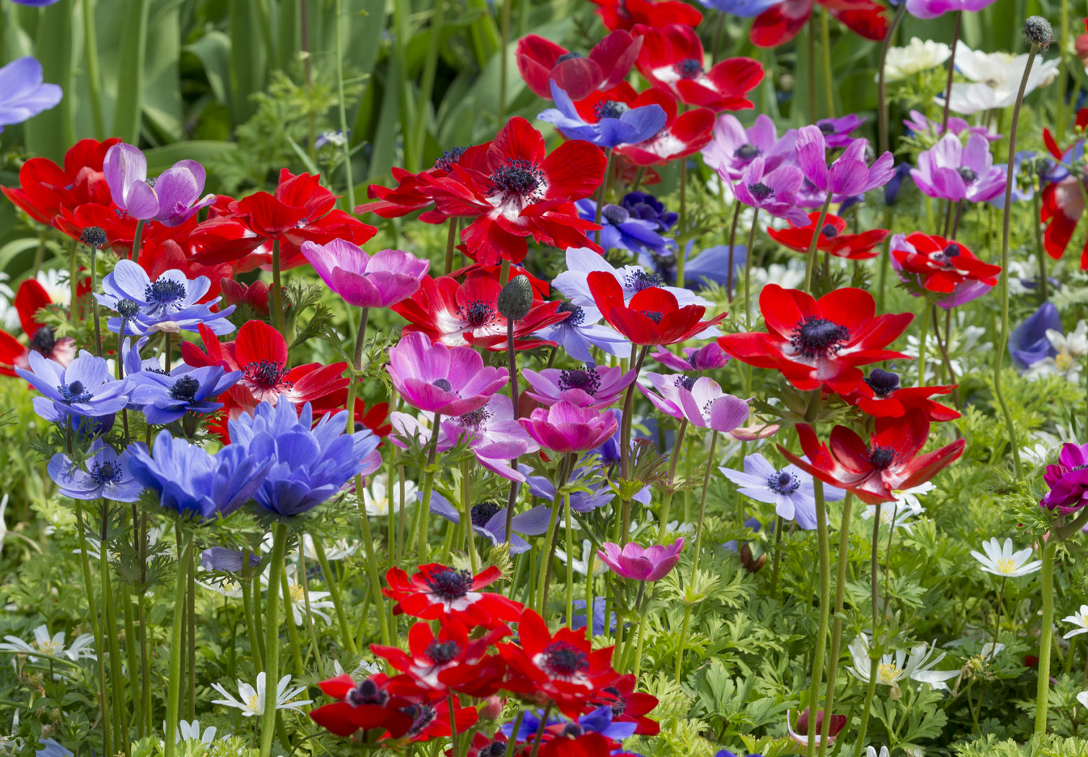 Blue pink purple and red Anemone Monarch de Caen flowers in garden