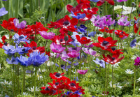 Blue pink purple and red Anemone Monarch de Caen flowers in garden