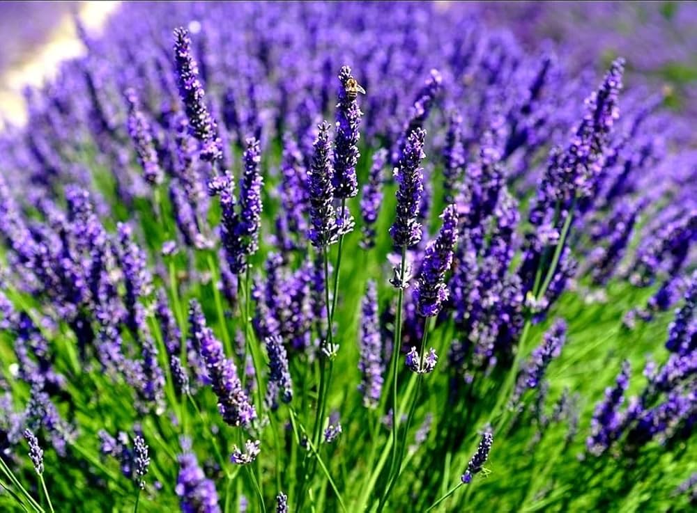 Blue Angustifolia flowering seeds for gardens