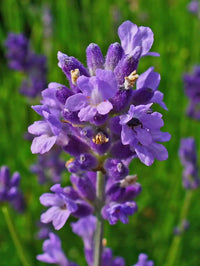 Angustifolia flowering seeds for gardens