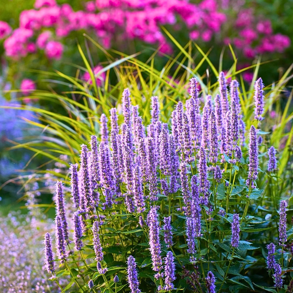 Hyssopus Flower seeds for Planting Perfect for Borders Heirloom & GMO Free Seeds for Home Garden