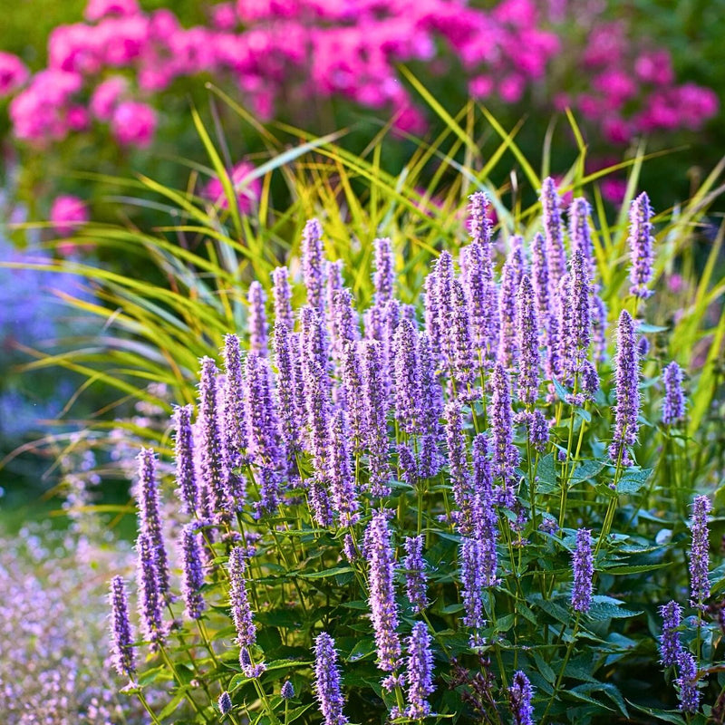 Hyssopus Flower seeds for Planting Perfect for Borders Heirloom & GMO Free Seeds for Home Garden
