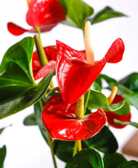 High germination Green Red Anthurium seeds