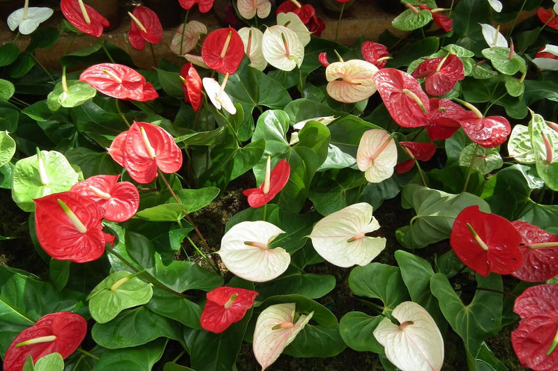 Exotic Anthurium seeds for planting
