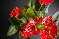 Green Red Anthurium seeds for planting