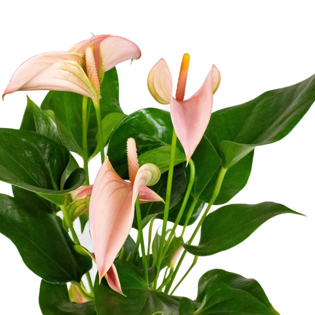 Peach (Peach Anthurium) seeds for planting in home garden