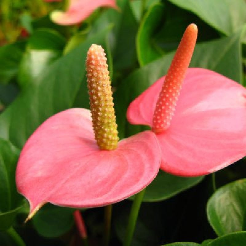 Pink Anthurium Linden Flower Seeds for Planting Compact Growth Heirloom & GMO Free Seeds for Home Garden
 
 Sale