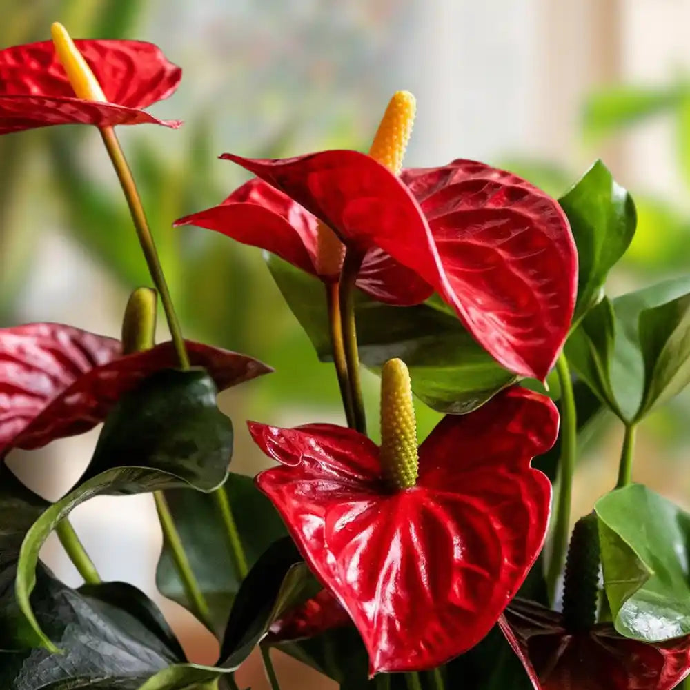 Anthurium Flower seeds for Planting Drought Tolerant Heirloom & GMO Free Seeds for Home Garden