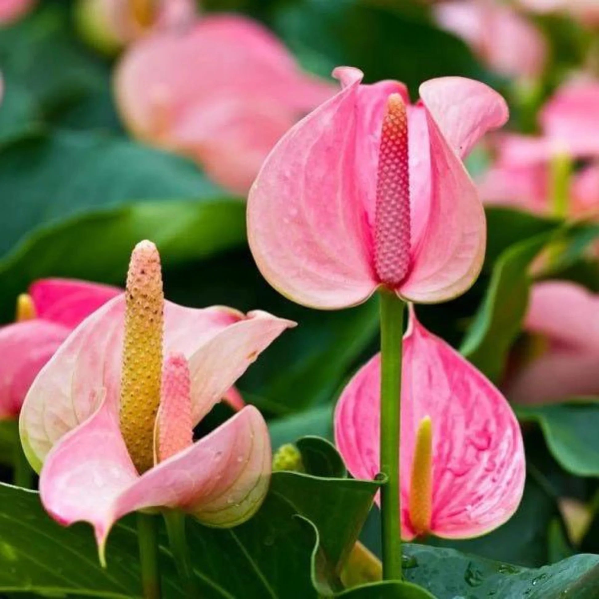 Soft Pink Anthurium Flower Seeds for Planting Wildflower Mix Heirloom & GMO Free Seeds for Home Garden
 
 Sale
