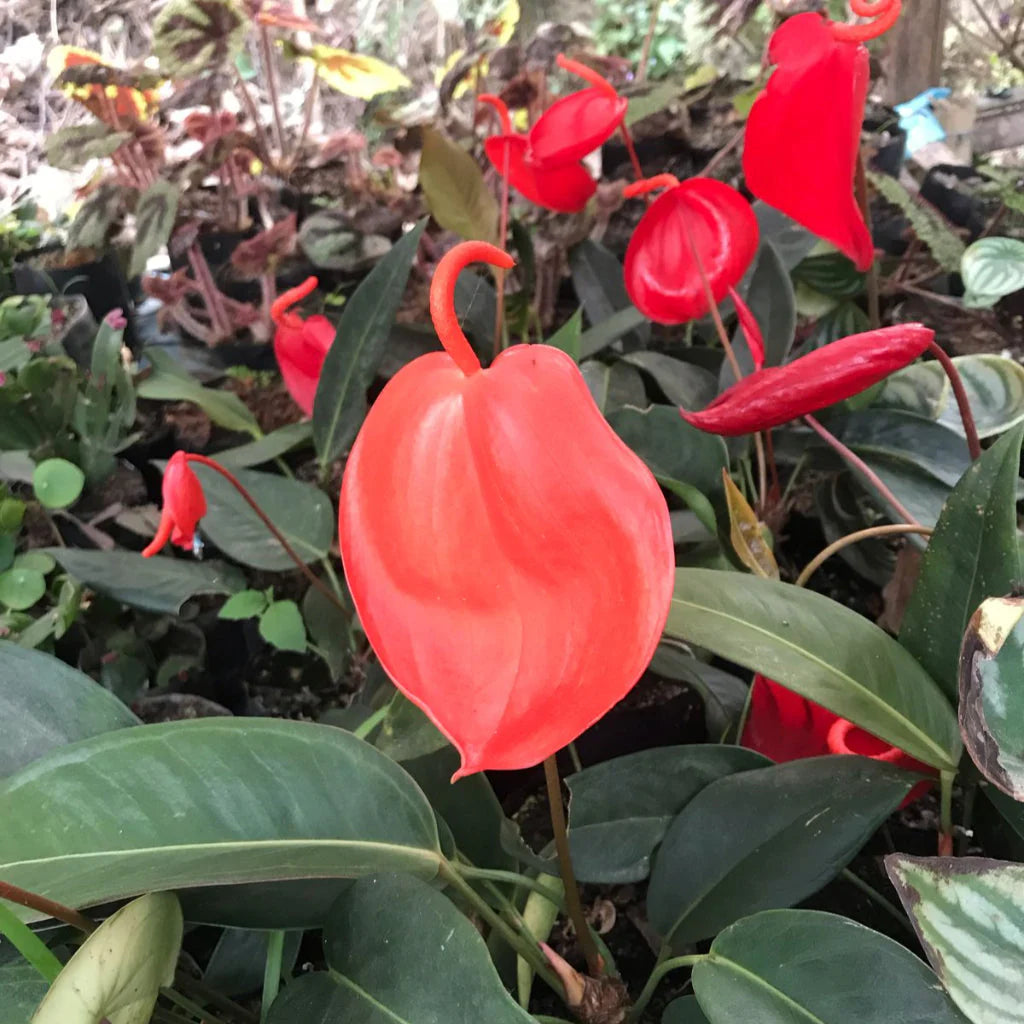 Red Anthurium Flower seeds for Planting - Compact Growth, Heirloom & GMO Free Seeds for Home Garden
