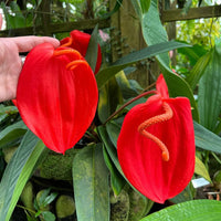 Anthurium Flower seeds for Planting Hardy Variety Heirloom & GMO Free Seeds for Home Garden
 
 Sale