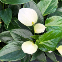 White Araceae Decorative Planting  Seeds for your Better Gardening
