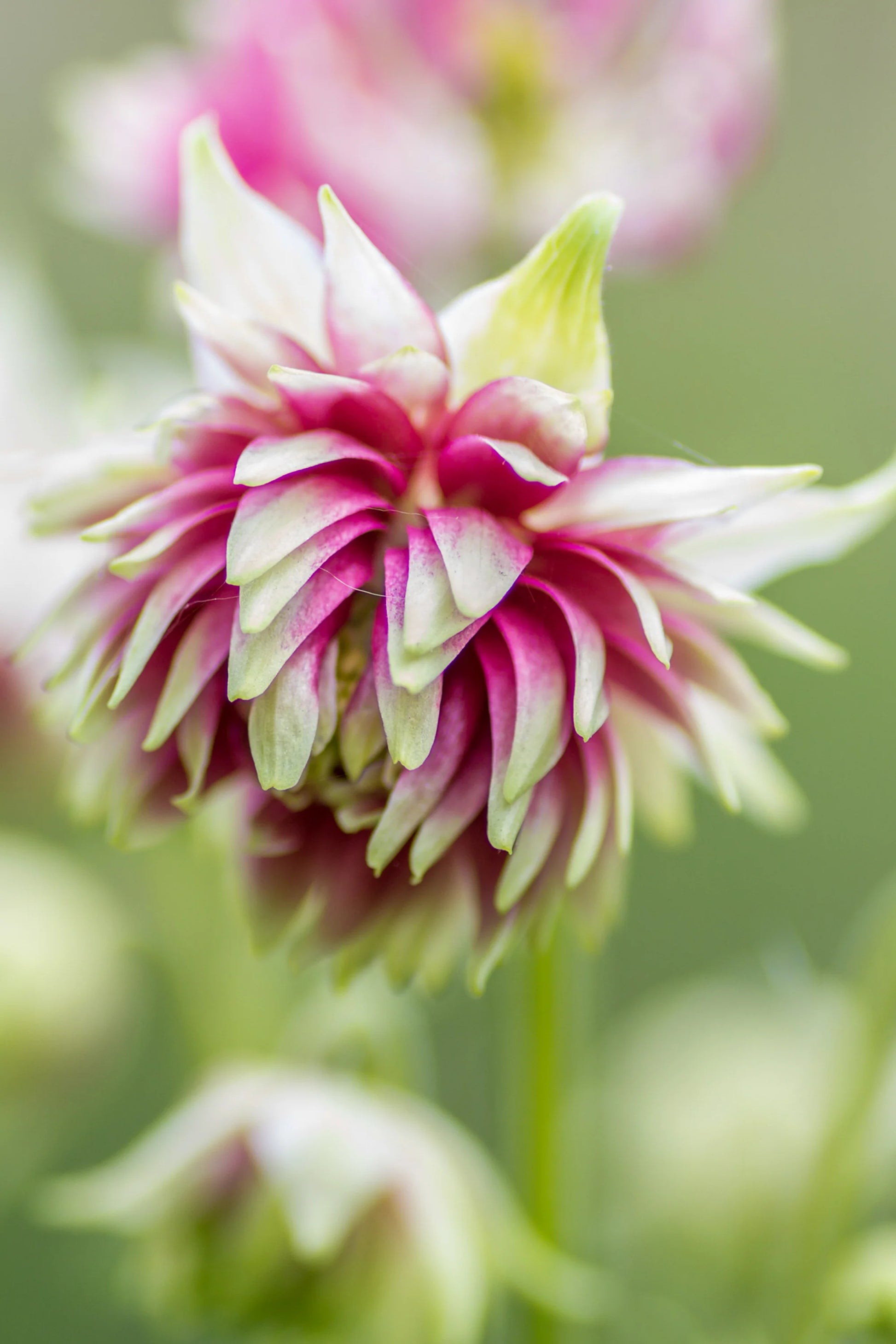 Nora Barlow Columbine Seeds for Elegant, Double Blooms