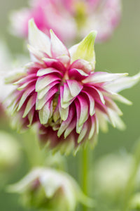 Nora Barlow Columbine Seeds for Elegant, Double Blooms