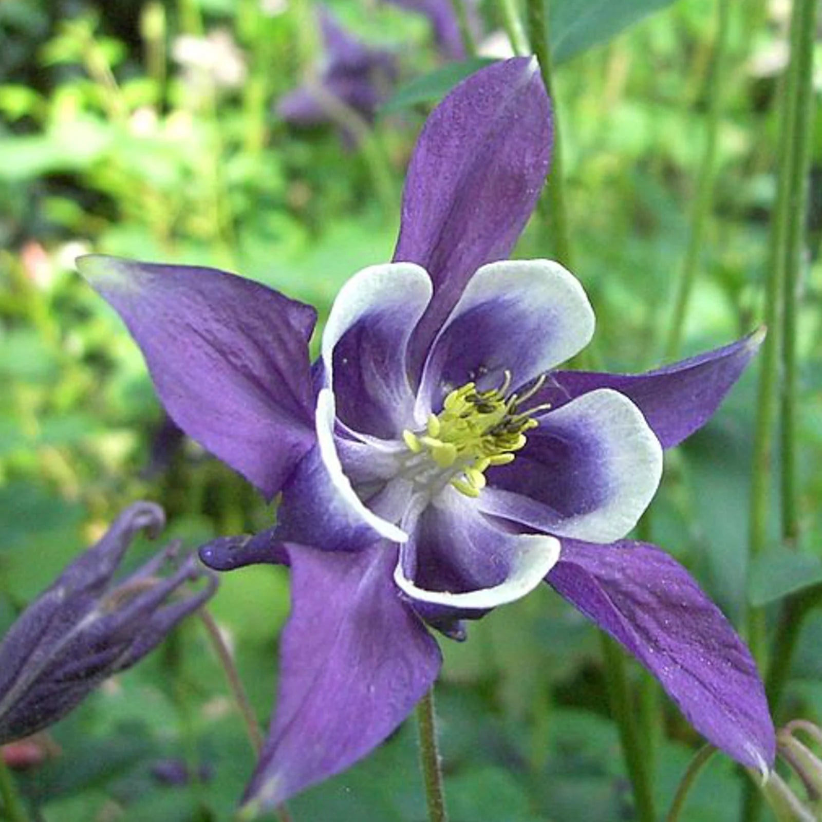 Purple Aquilegia Flower seeds for Planting - Drought Tolerant, Heirloom & GMO Free Seeds for Home Garden