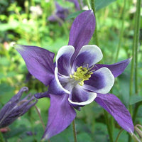 Aquilegia Flower seeds for Planting - Wildflower Mix, Heirloom & GMO Free Seeds for Home Garden