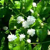 Arabian Jasmine (Jasminum sambac) Seeds for Planting – Heirloom & Non-GMO Flower Seeds