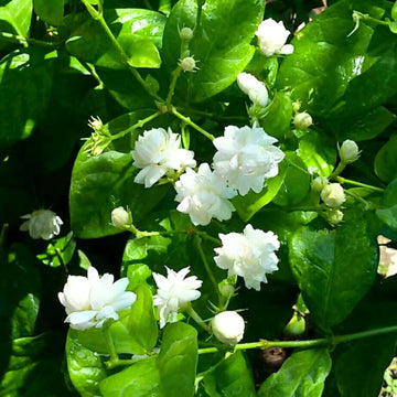 Arabian Jasmine (Jasminum sambac) Seeds for Planting – Heirloom & Non-GMO Flower Seeds