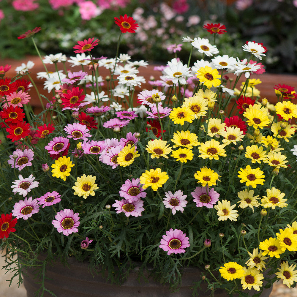 Mixed Argyranthemum Flower seeds for Planting - Cut Flower Favorite, Heirloom & GMO Free Seeds for Home Garden