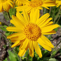 Arnica Flower Seeds for Planting