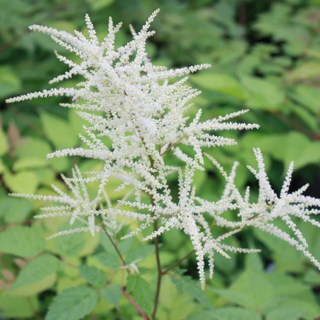 Aruncus Flower seeds for Planting Cut Flower Favorite Heirloom & GMO Free Seeds for Home Garden