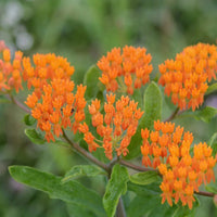 Asclepias tuberosa flowering plant growing in a colorful garden landscape.