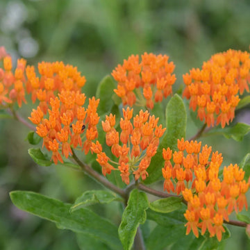Asclepias tuberosa flowering plant growing in a colorful garden landscape.