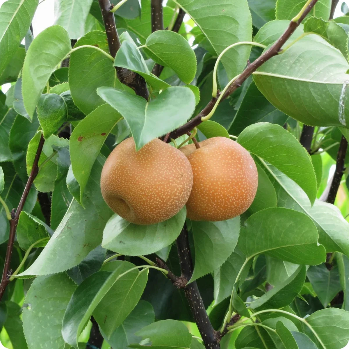 Asian Korean Pear Fruit Seeds for Planting – Heirloom Non-GMO Pear Tree Garden Seeds