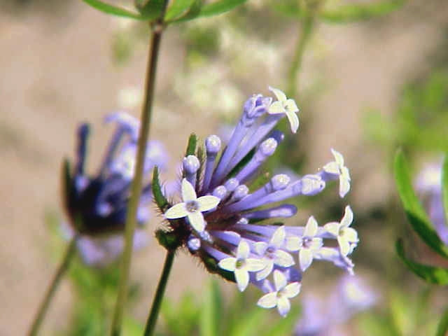 Asperula Flower seeds for Planting Cottage Garden Essential Heirloom & GMO Free Seeds for Home Garden 
 
 Sale
