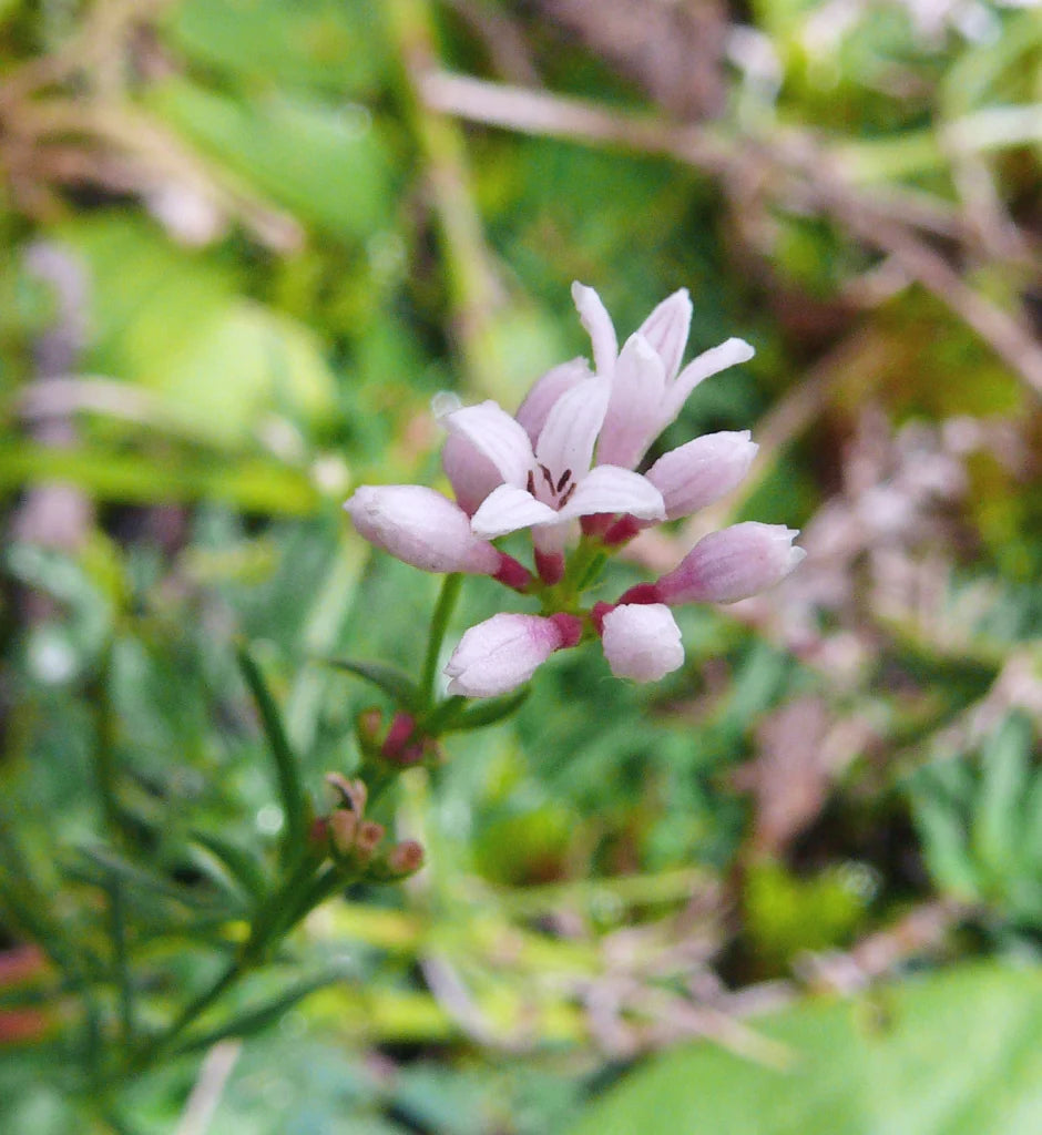 Pink Woodruff Flower seeds for Planting Compact Growth Heirloom & GMO Free Seeds for Home Garden