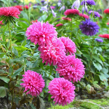 Light Pink Aster Flower Seeds for Planting Low Maintenance Heirloom & GMO Free Seeds for Home Garden
 
 Sale
