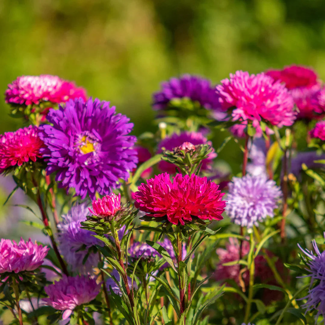 White Maroon Aster Flower Seeds for Planting Pollinator Friendly Heirloom & GMO Free Seeds for Home Garden
 
 Sale
