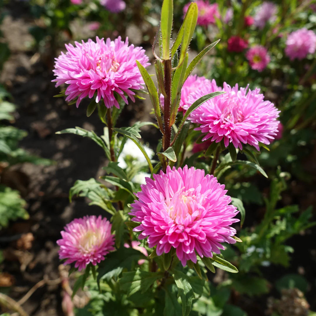 Light Pink Aster Flower Seeds for Planting Low Maintenance Heirloom & GMO Free Seeds for Home Garden
 
 Sale