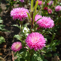 Ostrich Plume Aster Seeds – Cut Flower Mix Annual with Feathery Blooms