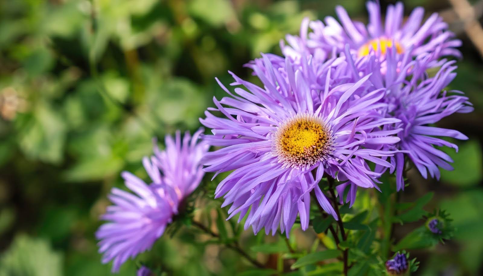 Aster Flower seeds for Planting Compact Growth Heirloom & GMO Free Seeds for Home Garden