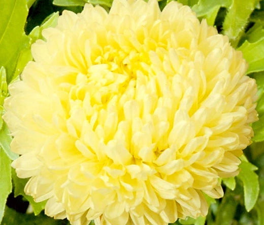 Dark Yellow China Aster Flower Seeds for Planting Premium Quality Heirloom & GMO Free Seeds for Home Garden
 
 Sale