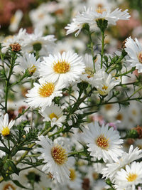 White Prairie Aster Flower seeds for Planting - Cut Flower Favorite, Heirloom & GMO Free Seeds for Home Garden