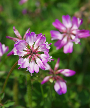 Astragalus seeds premium quality for planting