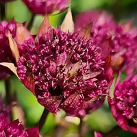Purple Astrantia Flower Seeds for Planting