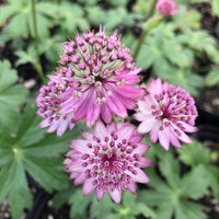 Pink Masterwort Seeds for Planting - Elegant Blooms for Your Garden