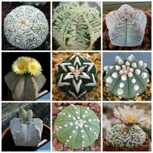 Mixed Astrophytum Flower seeds for Planting - Drought Tolerant, Heirloom & GMO Free Seeds for Home Garden