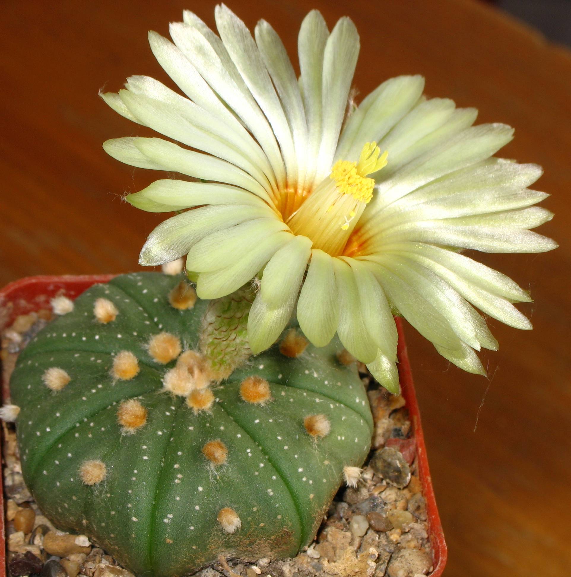 Astrophytum Flower seeds for Planting Fragrant Blossoms Heirloom & GMO Free Seeds for Home Garden 
 
 Sale