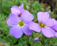 Violet Rock Cress Flower seeds for Planting Bright Blooms Heirloom & GMO Free Seeds for Home Garden 
 
 Sale seeds for home garden planting