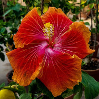 Hibiscus Flower seeds for Planting - Sun Loving, Heirloom & GMO Free Seeds for Home Garden