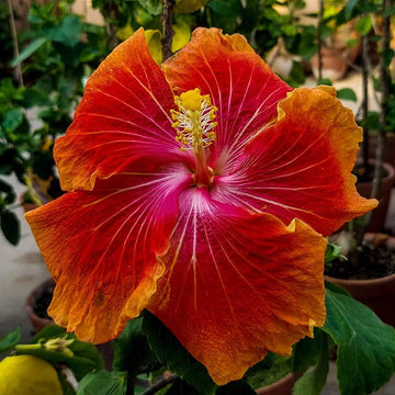 Hibiscus Flower seeds for Planting - Sun Loving, Heirloom & GMO Free Seeds for Home Garden