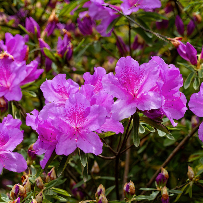 Azalea Flower seeds for Planting - Easy to Grow, Heirloom & GMO Free Seeds for Home Garden